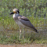 Great Stone-Curlew